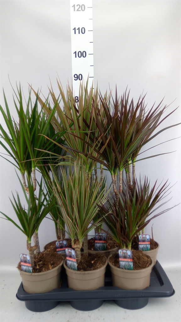Dracaena Mix 17Ø 75cm