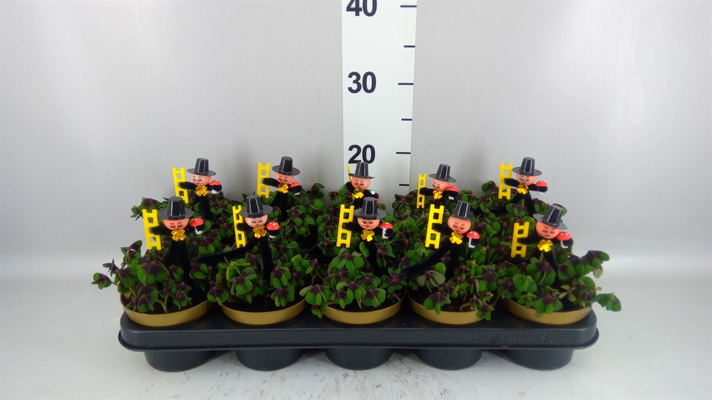 Oxalis Deppei 12Ø 16cm