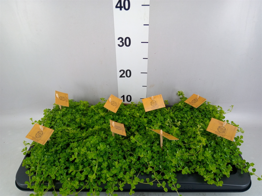 Pilea Depressa 10Ø 15cm