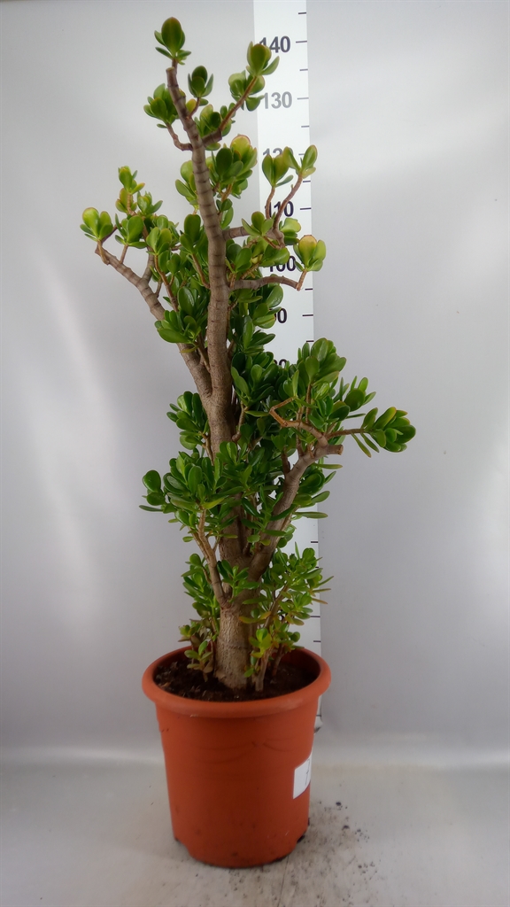 Crassula Ovata 32Ø 120cm