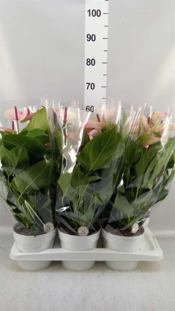 Anthu An Mystique 17Ø 55cm