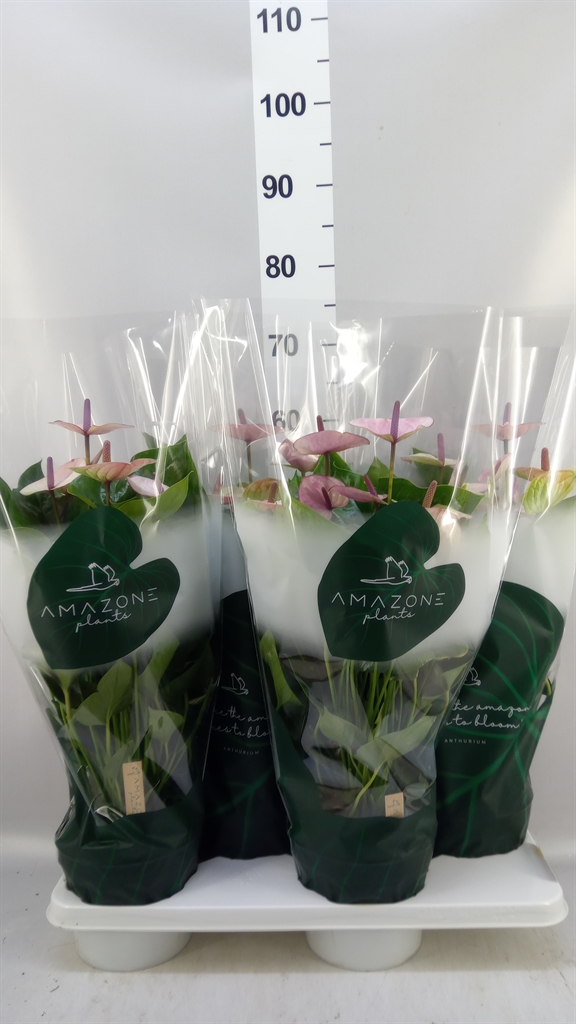Anthurium Laguna 17Ø 55cm