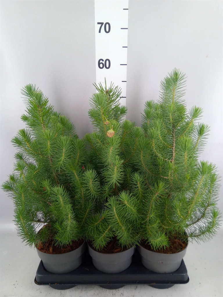Pinus Silver Crest 15Ø 40cm