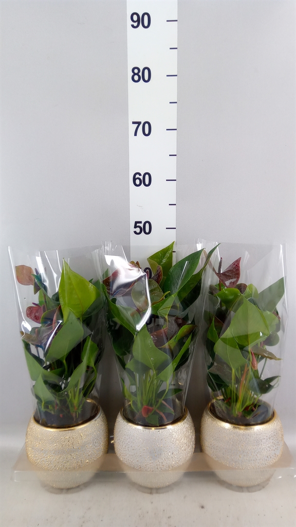 Anthurium Essencia 12Ø 45cm