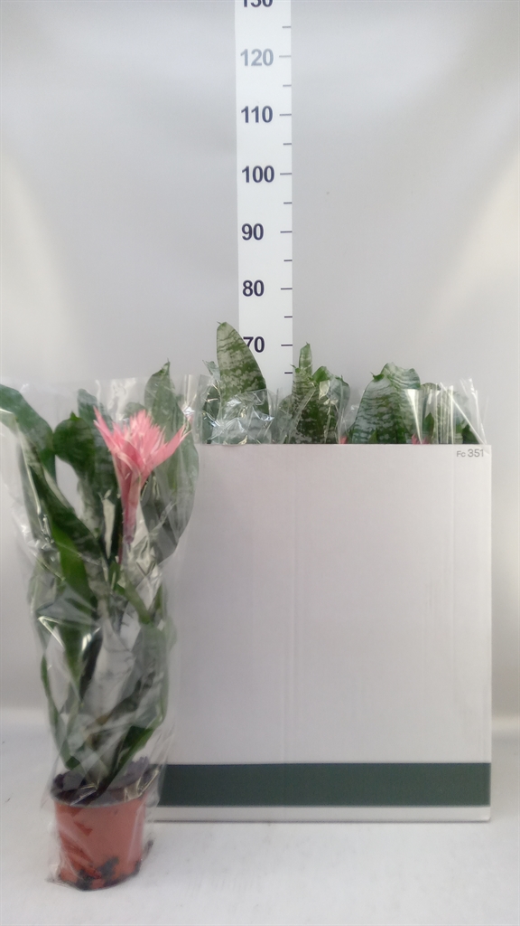 Aechmea Fasciata Primera 12Ø 50cm
