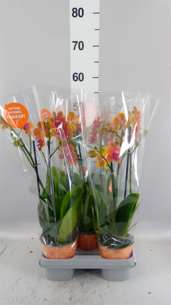 Phalaenopsis Multiflora Bolgheri 12Ø 50cm 2st
