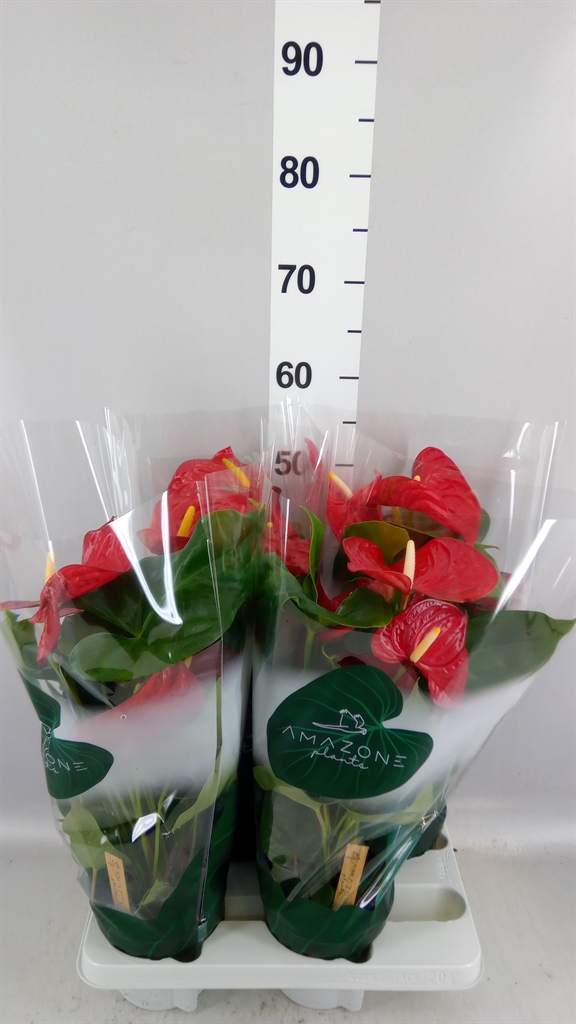 Anthurium Nevada 14Ø 50cm