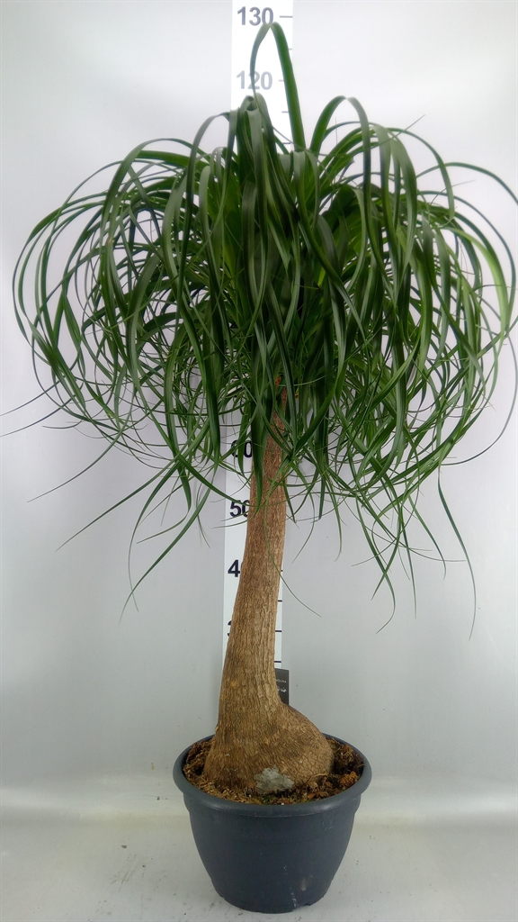 Beaucarnea Recurvata 26Ø 90cm