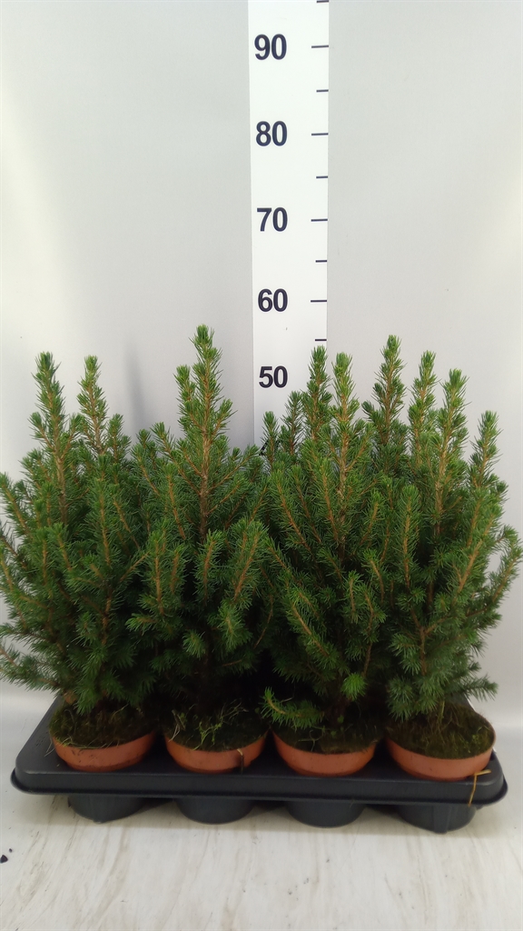 Picea Conica 13Ø 45cm