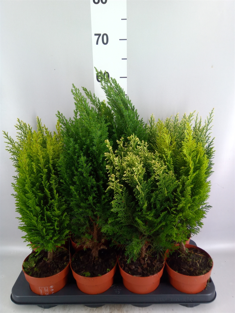 Conifers Mix 13Ø 50cm