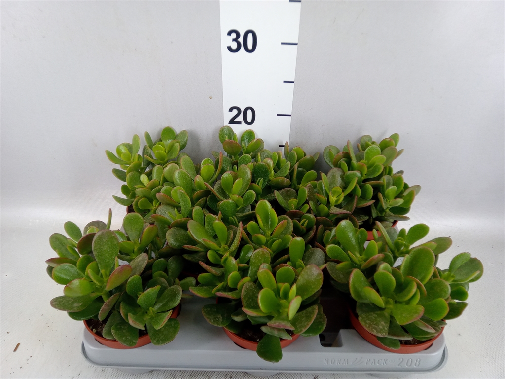 Crassula Ovata 10Ø 20cm