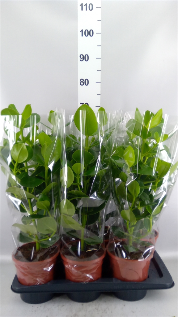 Clusia Princess 17Ø 65cm