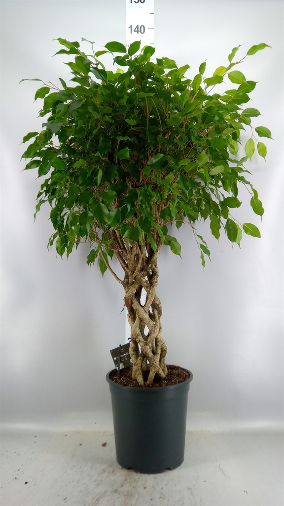 Ficus Benjamina Exotica 27Ø 120cm
