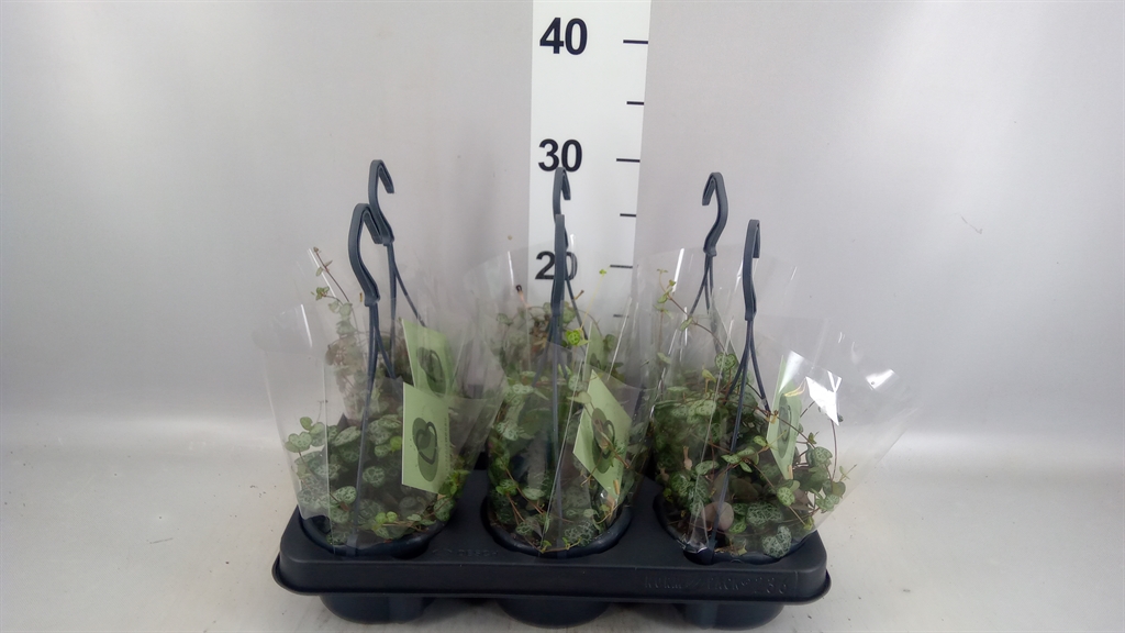 Ceropegia Woodii Sup 12Ø 32cm