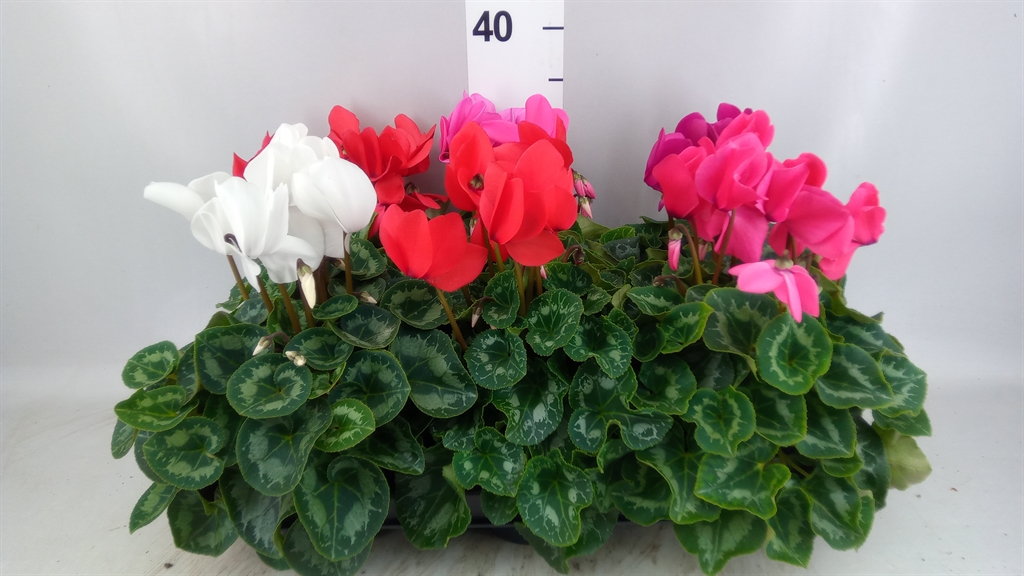 Cyclamen Super Serie Leopardo 13Ø 30cm