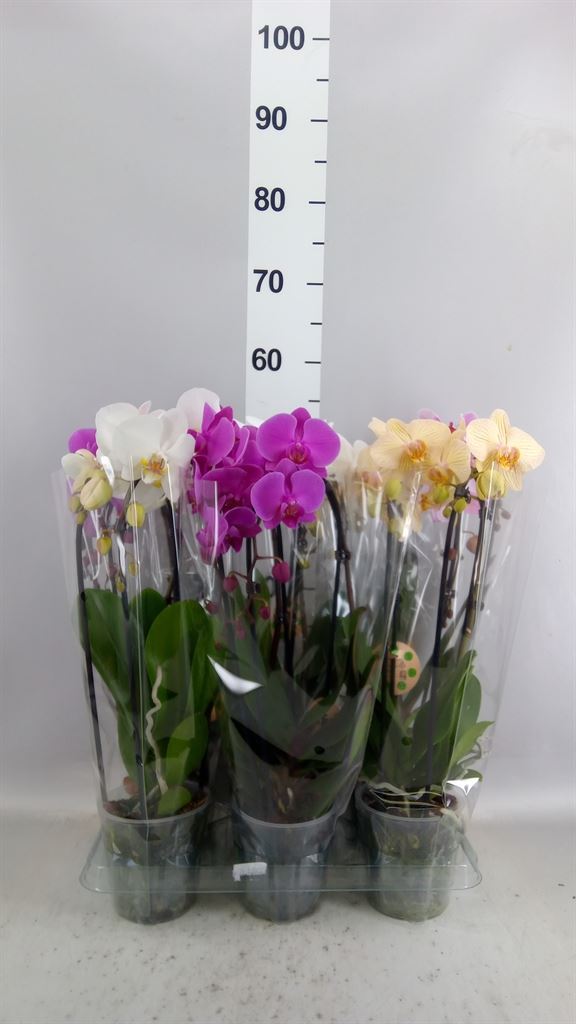 Phalaenopsis Cascade 12Ø 45cm 2st