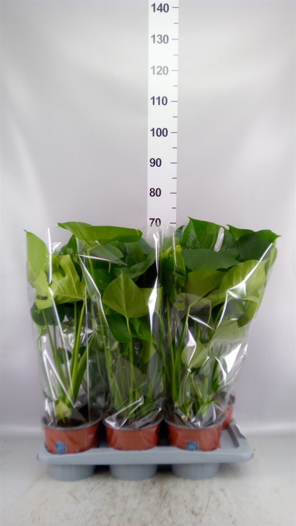 Monstera Deliciosa 17Ø 65cm