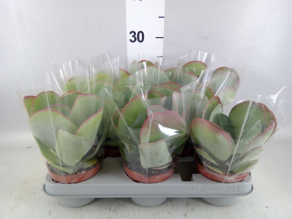 Kalanchoe Red Lips 10Ø 17cm