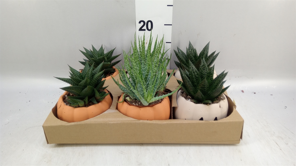 Aloe Mix 8Ø 15cm