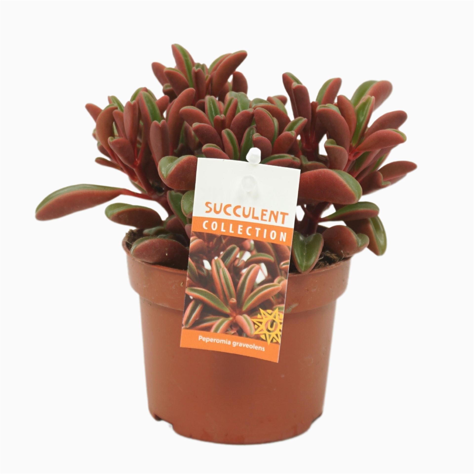 Peperomia Graveolens 10Ø 17cm