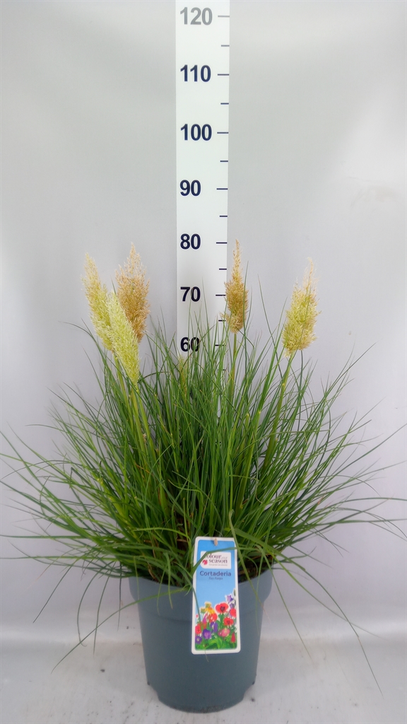 Cortaderia Tiny Pampa 27Ø 75cm