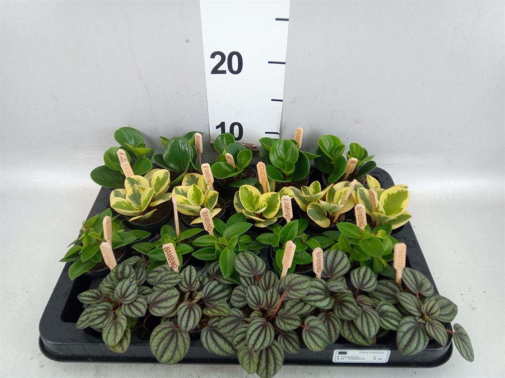 Pep Gemengd 505Ø 10cm