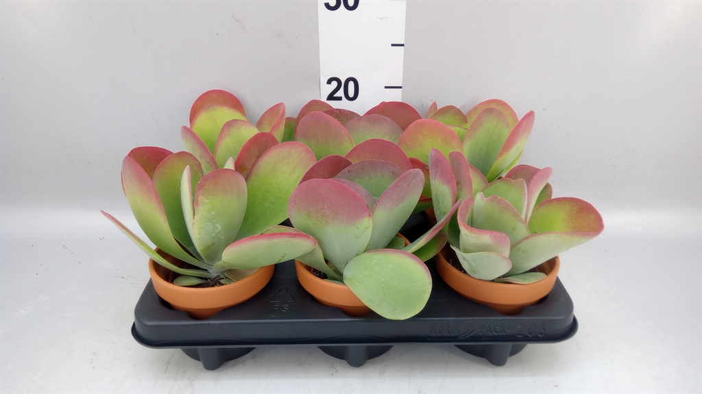 Kalanchoe Thyrsiflora 11Ø 18cm