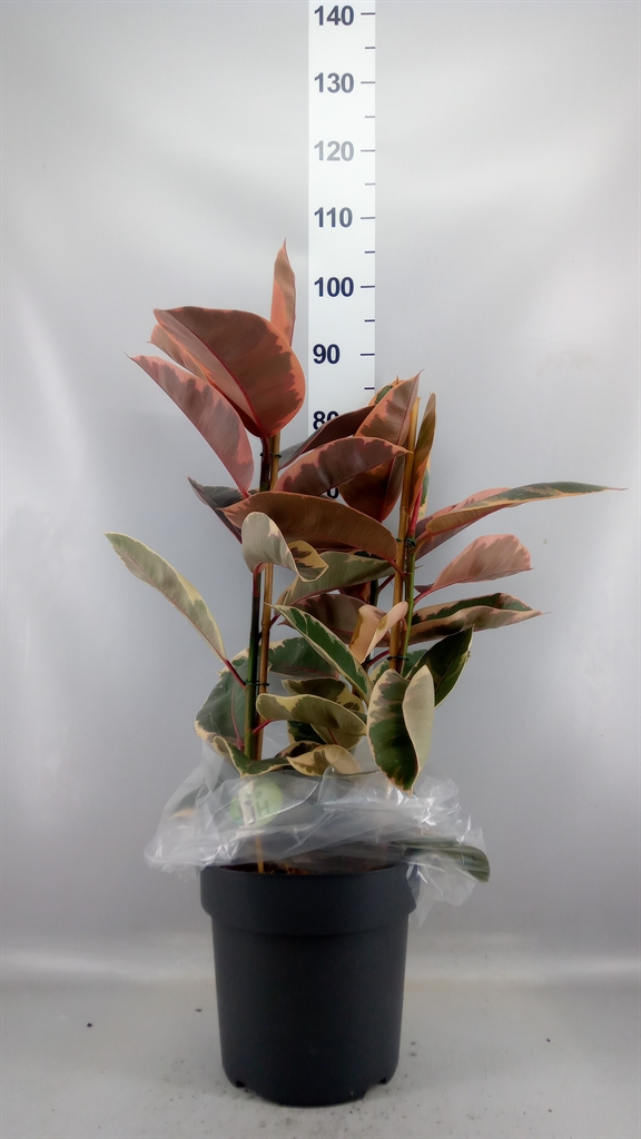 Ficus Belize 27Ø 105cm