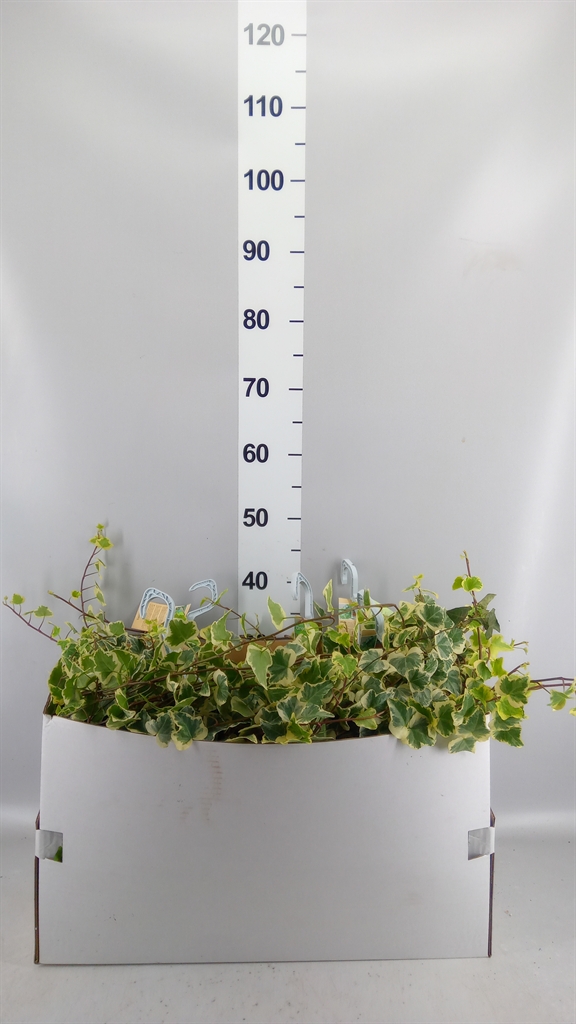 Hedera Helix White Wonder 17Ø 90cm