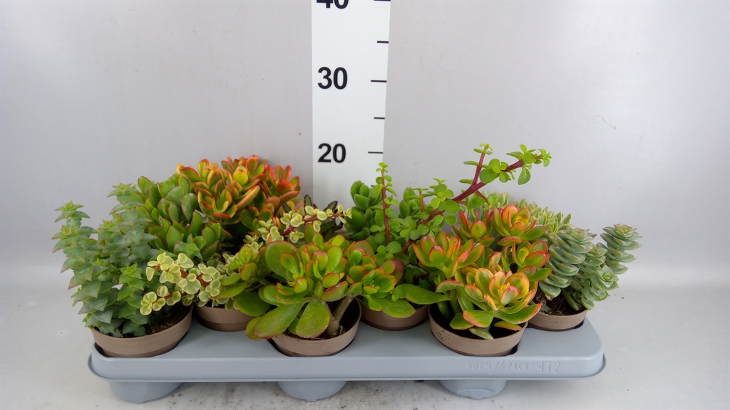 Crassula Mixed 10Ø 20cm