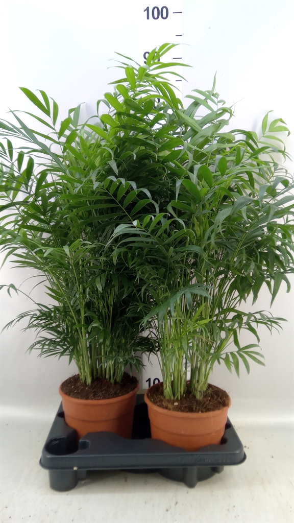 Chamaed Elegans