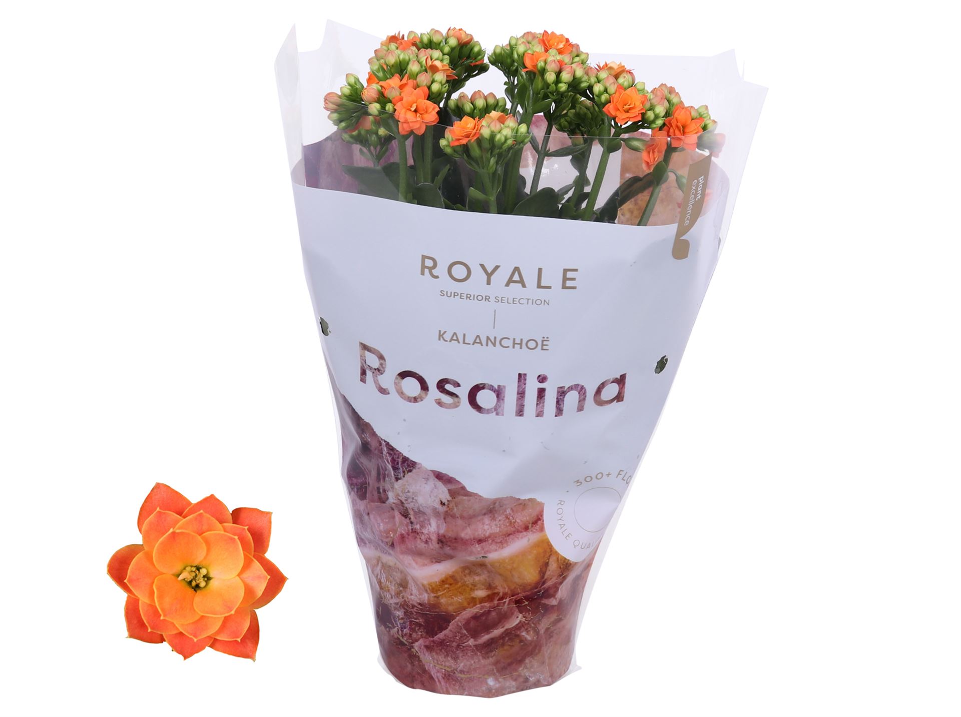 Kalanchoe Double Rosalina Don Pedro 12Ø 27cm