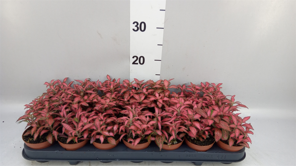 Fittonia Verschaffeltii Forest Flame 8Ø 12cm