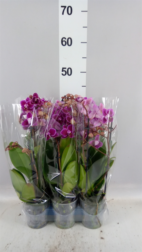 Phalaenopsis Multiflora Hornglin Vicky 9Ø 35cm 3st