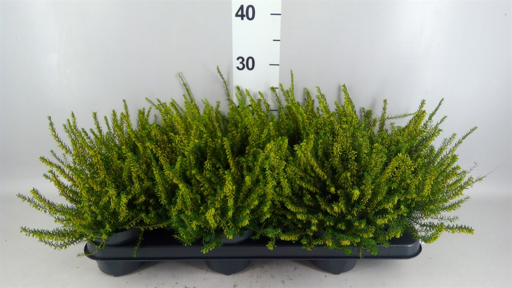 Erica Darleyensis Darley Dale 10Ø 20cm