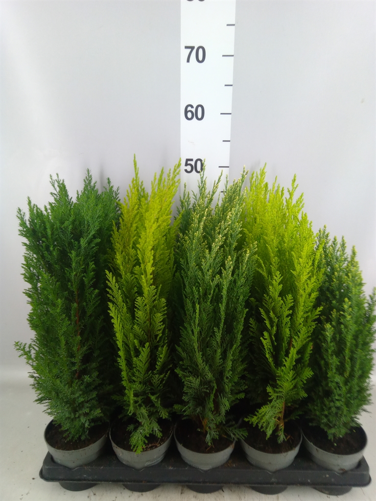 Conifers Mix 11Ø 30cm