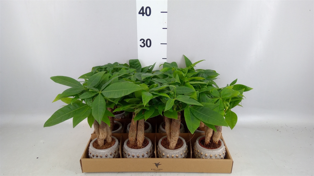 Pachira Aquatica 6Ø 20cm