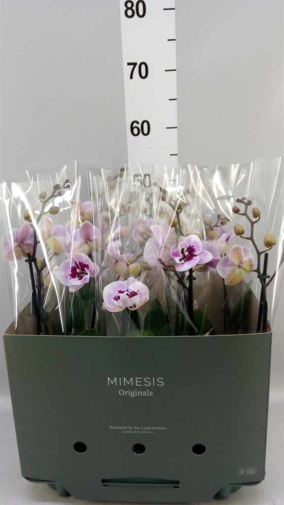 Phal Hot Lip 12Ø 50cm