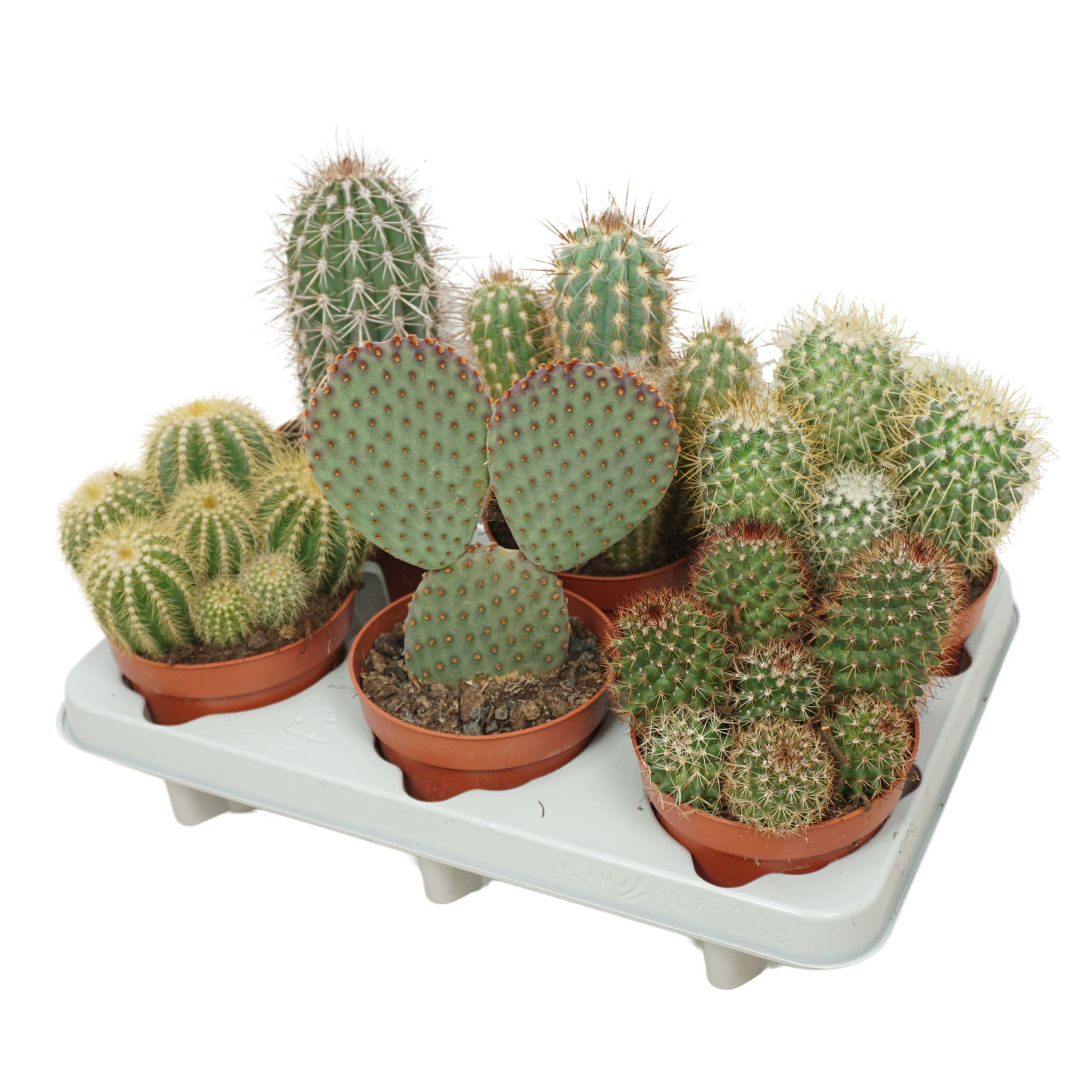 Cactus Mix 12Ø 15cm