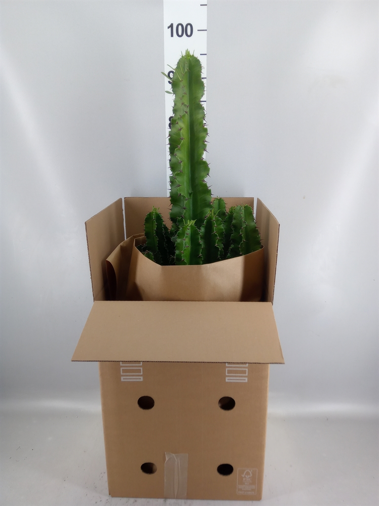 Euphorbia Abyssinica 27Ø 100cm