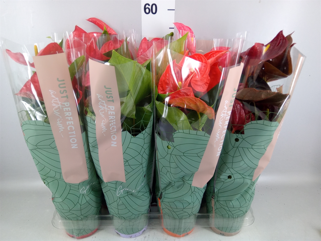 Anthurium Mix 14Ø 50cm