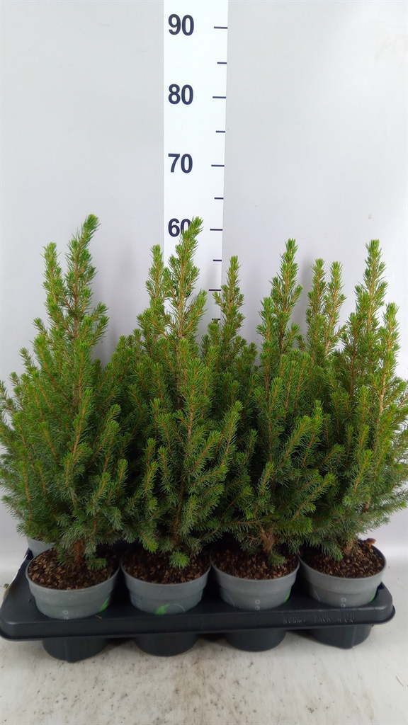 Picea December 13Ø 55cm
