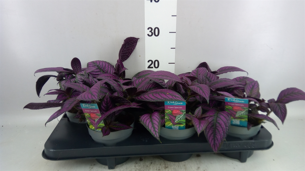 Strobila D Metallica 13Ø 20cm
