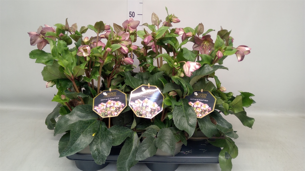 Helleborus Hgc Ice N' Roses Rose 17Ø 35cm