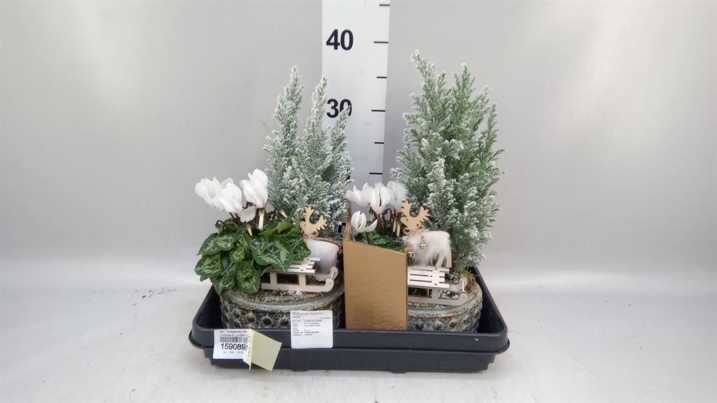 Arrangement Garden Plants 18Ø