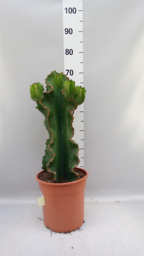 Euphor Su Ingens 24Ø 80cm
