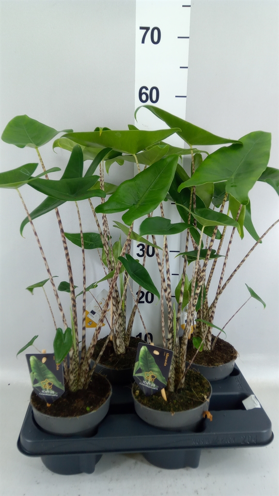 Alocasia Zebrina 14Ø 60cm