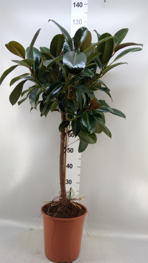 Fic Overig 24Ø 120cm