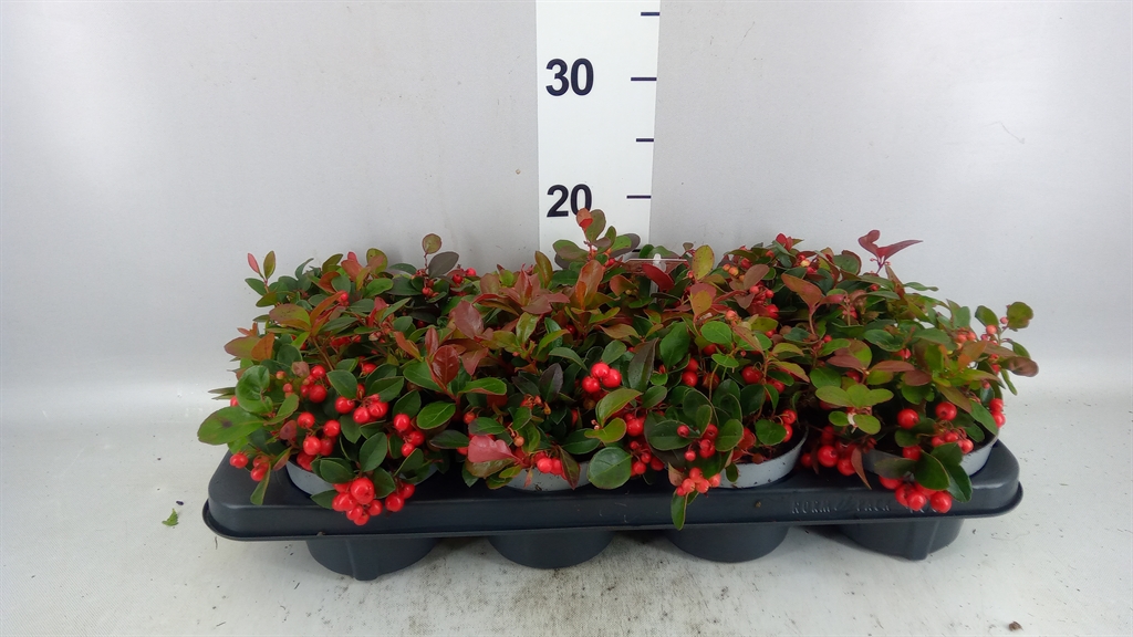 Gaultheria Big Berry 12Ø 15cm