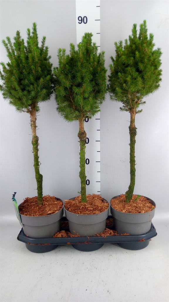 Picea Perfecta 19Ø 80cm